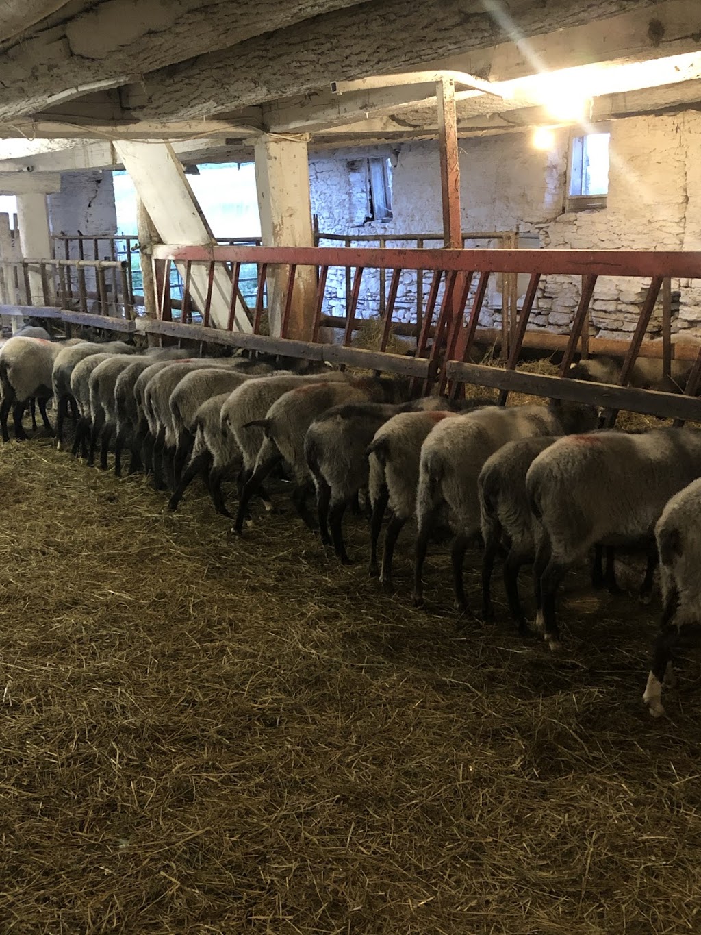 Old Strathnairn Farm Ltd | 065310, Side Rd 4, Meaford, ON N4L 1W5, Canada | Phone: (226) 974-6412