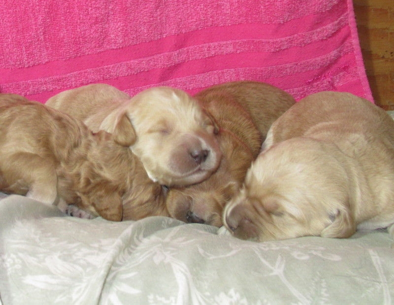 Daniel Wasseena Goldendoodle Breader | 4791 Sixteen Rd, Saint Anns, ON L0R 1Y0, Canada | Phone: (905) 957-6983
