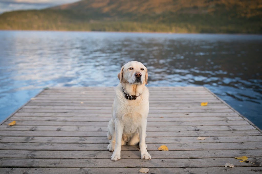 Photography By Krista White | 2418 Forest Dr, Blind Bay, BC V0E 1H2, Canada | Phone: (250) 317-3203