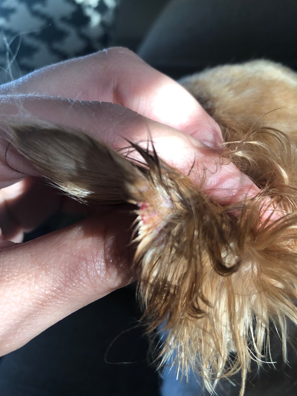 Poodle Fluff & Puff | 79 Lakeport Rd, St. Catharines, ON L2N 4P9, Canada | Phone: (905) 931-6200