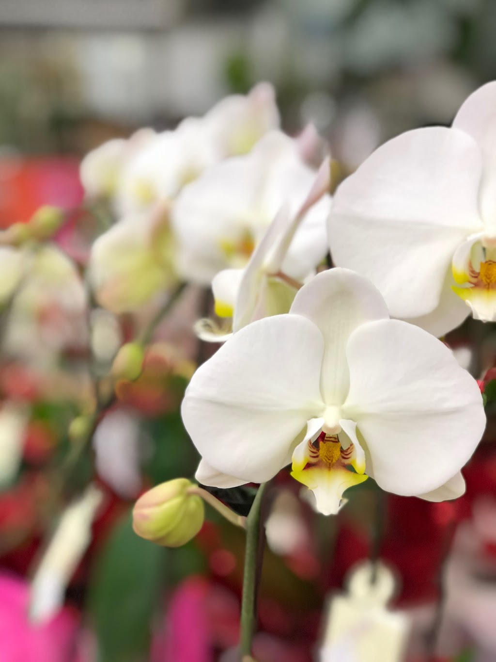 Trafalgar Food Market & Flowers | 4398 Imperial St, Burnaby, BC V5J 1A9, Canada | Phone: (604) 433-3545