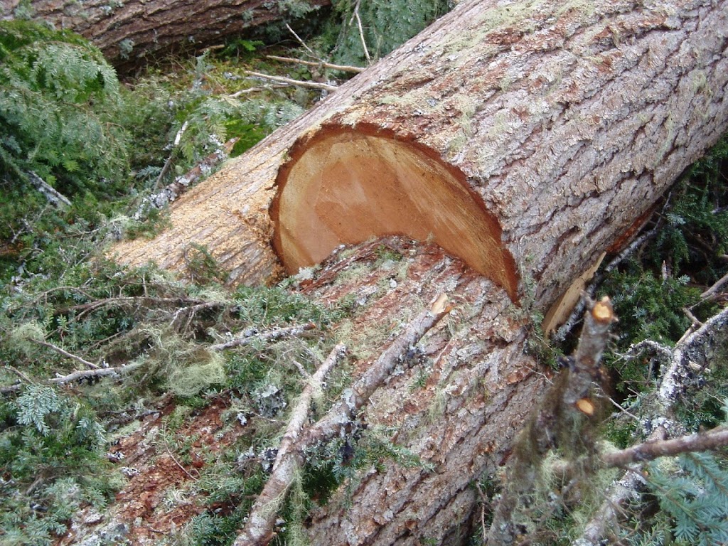 PseudoTsuga Timber | 41160 Rockridge Pl, Squamish, BC V8B 0S4, Canada | Phone: (604) 833-0746