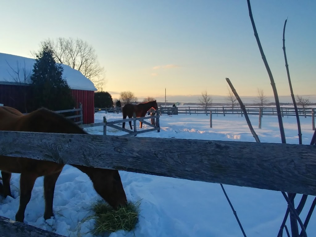 Ecurie Black River Ranch | 852 Rang de la Rivière S, Sainte-Cécile-de-Milton, QC J0E 2C0, Canada | Phone: (514) 592-6571