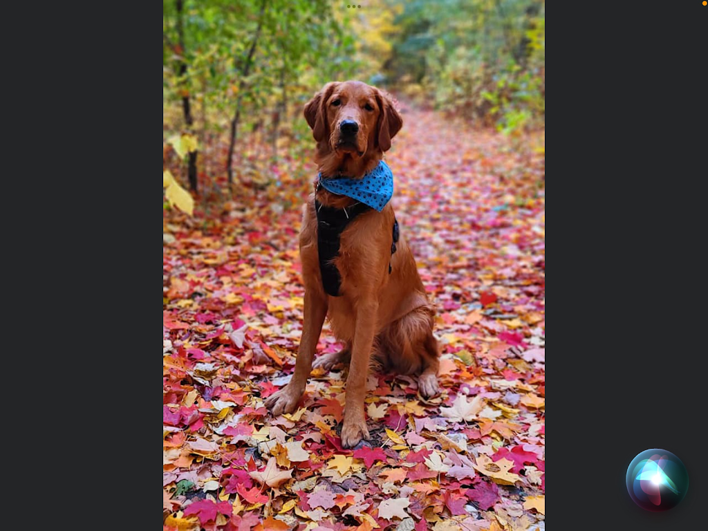 Élevage Golden retriever la cité Golden retriever | Côte St Ambroise, Saint-Lin - Laurentides, QC J5M 1H2, Canada | Phone: (438) 459-1858