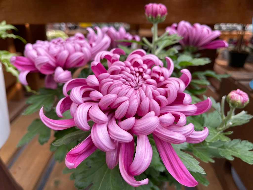 Pinecone Farms Limited | 4300 N Fraser Way, Burnaby, BC V5J 5J8, Canada | Phone: (778) 861-1290