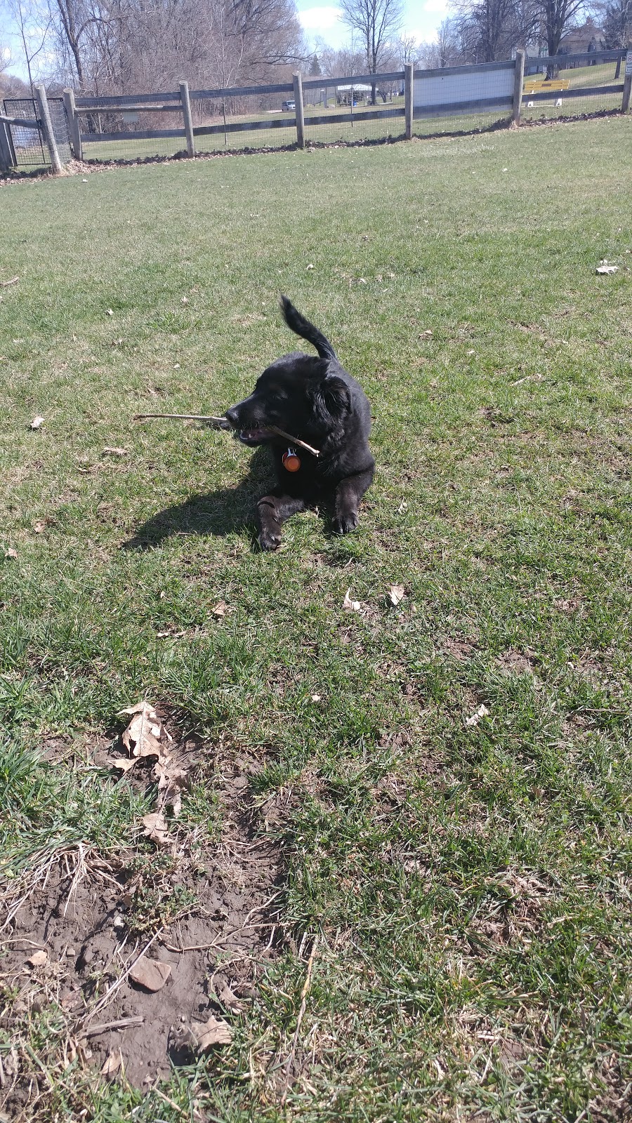 Thamesford Dog Park | Thamesford, ON N0M 2M0, Canada | Phone: (519) 485-2490