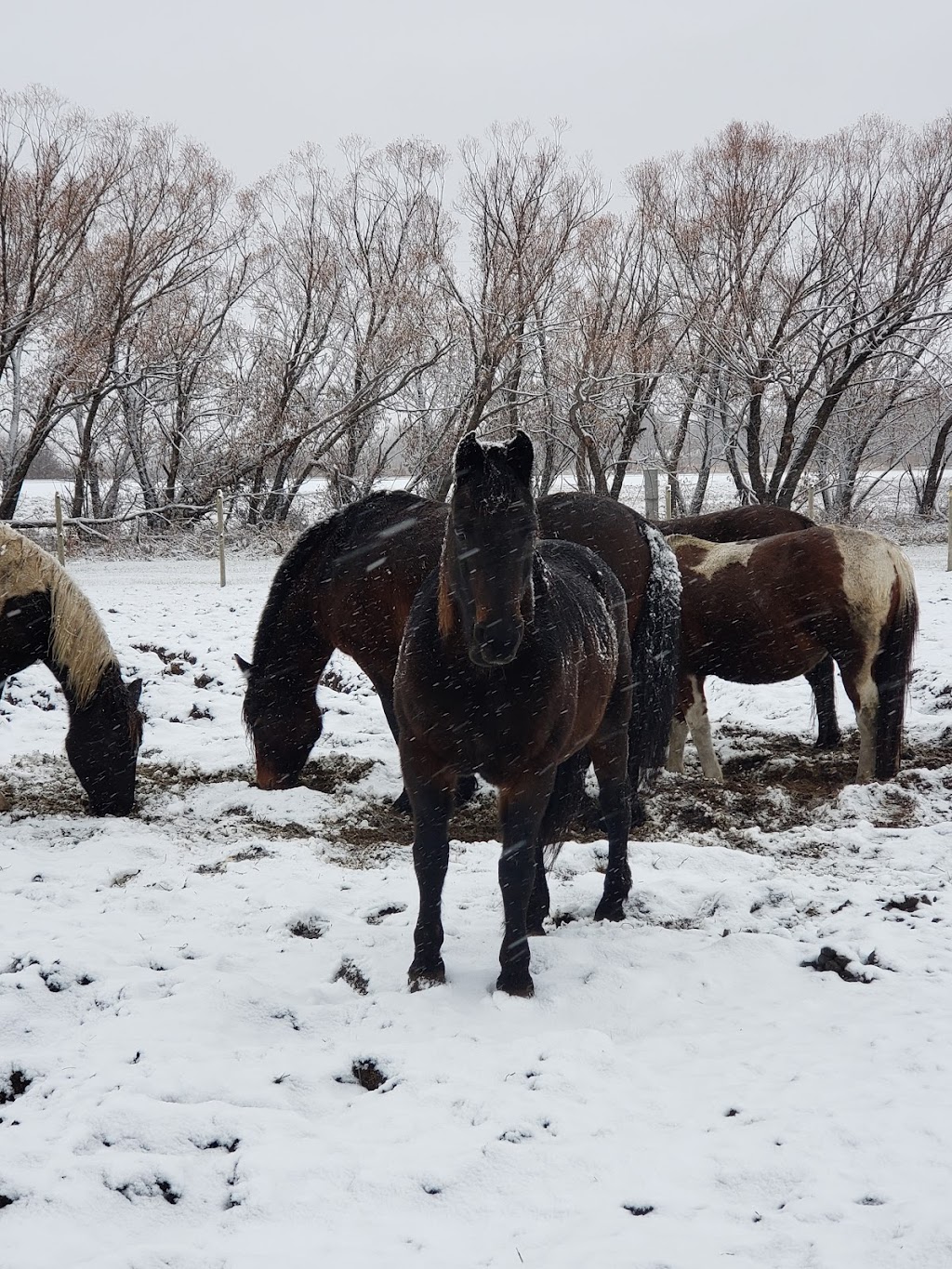 Sunrise Equestrian Centre | 59133 Hwy 12, Anola, MB R0E 0A0, Canada | Phone: (204) 805-7402