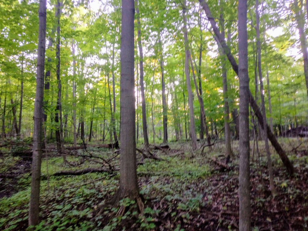 Meadowvale Station Woods North | Meadowvale Village, Mississauga, ON L5W 1Z7, Canada