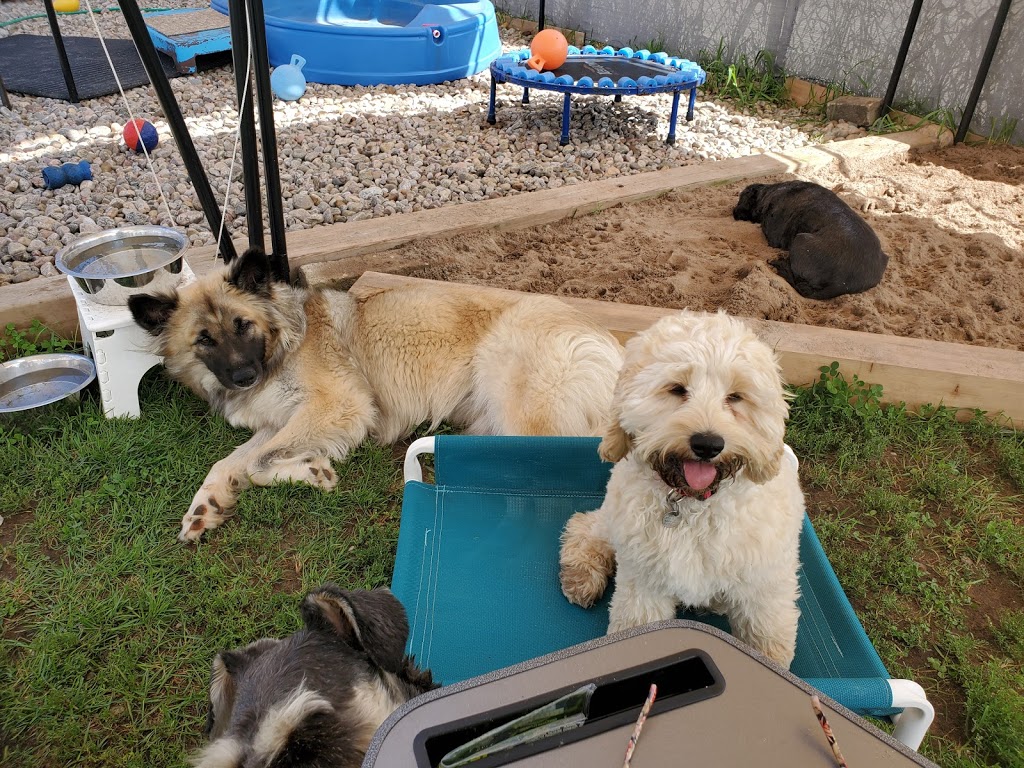 Social Puppy Pet Services | 2399 Monck Rd, Ramara, ON L3V 0P6, Canada | Phone: (705) 238-9109