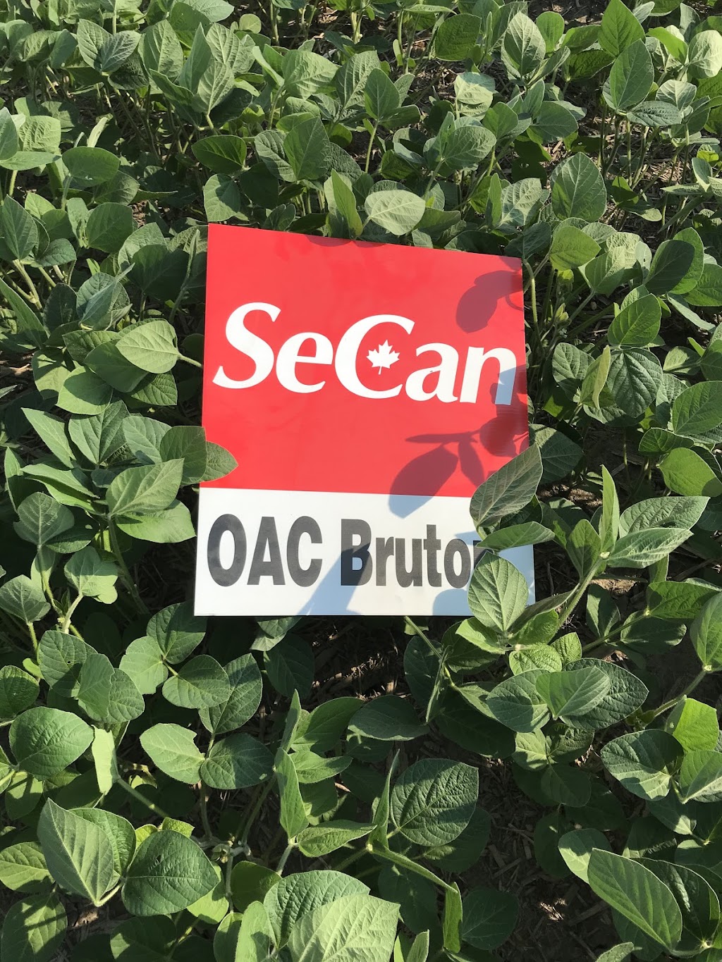 Von Martels Seed Farms Inc. | 19686 Scane Rd, Ridgetown, ON N0P 2C0, Canada | Phone: (519) 674-0054