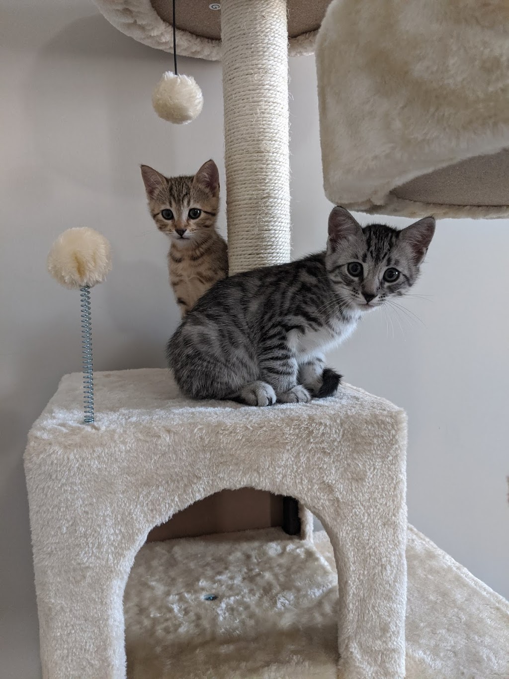 Blue Ribbon Bengals | 775 Burnett Ave, Cambridge, ON N1T 2A2, Canada | Phone: (226) 220-4427
