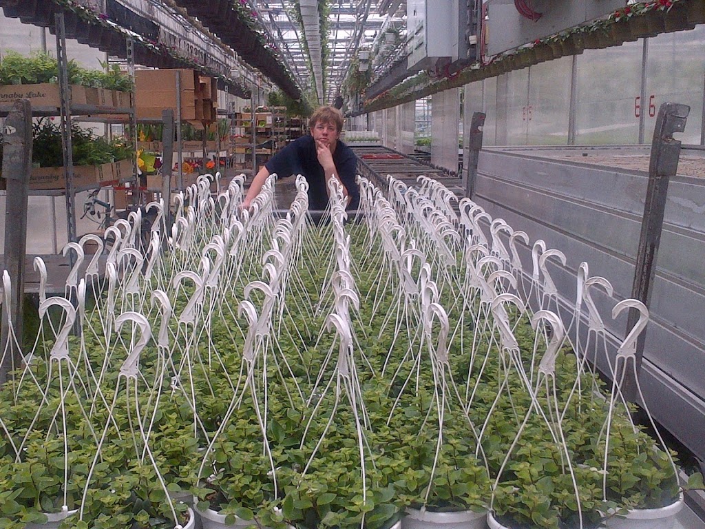 Burnaby Lake Greenhouses Ltd | 17250 80 Ave, Surrey, BC V4N 6J6, Canada | Phone: (604) 576-2088