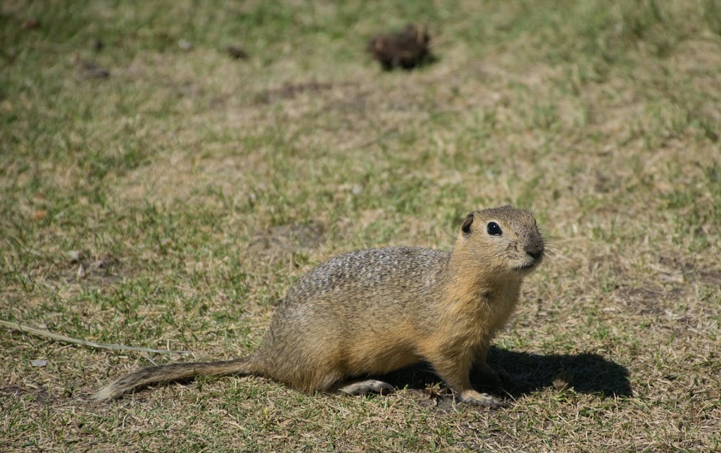 Friends Of Fish Creek Provincial Park Society | 15975 Bow Bottom Trail SE, Calgary, AB T2J 6T5, Canada | Phone: (403) 238-3841