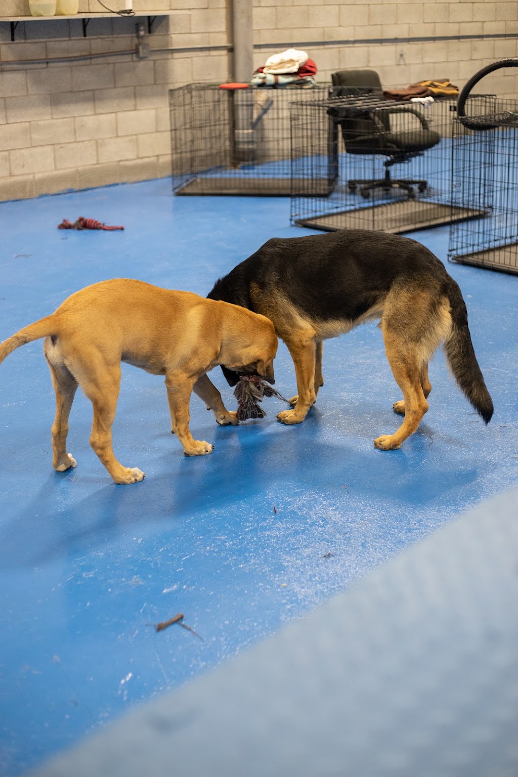 Centre Canin Pattes Roulantes inc. | 3666 Bd de la Cité-des-Jeunes, Vaudreuil-Dorion, QC J7V 8P2, Canada | Phone: (438) 497-5225