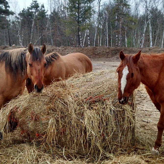 Oak Springs Farm | 1060 Sandy Hook Rd, Pontypool, ON L0A 1K0, Canada | Phone: (705) 344-9914