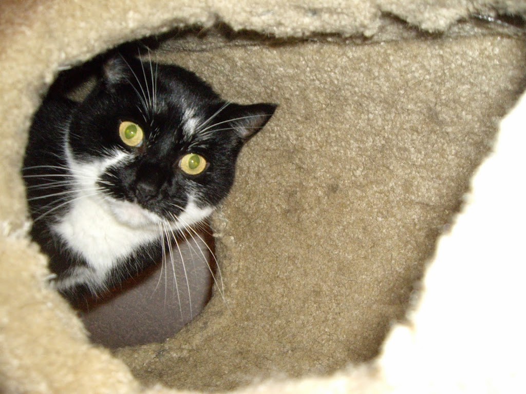 Mrs Dolittles Pet Care | 1013 Sandalwood Ct, Victoria, BC V9C 0E1, Canada | Phone: (250) 213-7266