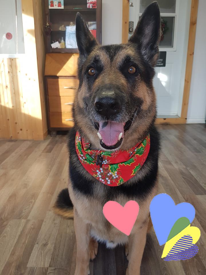 PetSmart | 544 Bayfield St, Barrie, ON L4M 5A2, Canada | Phone: (705) 739-1270