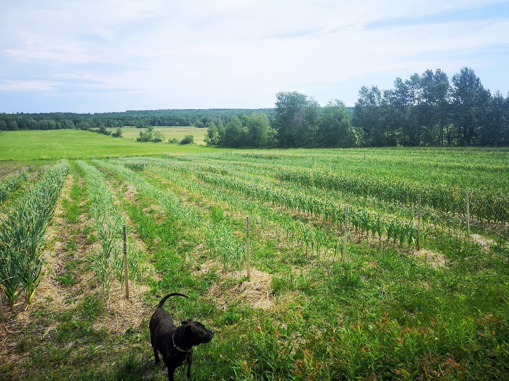 Jardin Nature Ail Garlic | 729 QC-255, Dudswell, QC J0B 1G0, Canada | Phone: (819) 388-1309