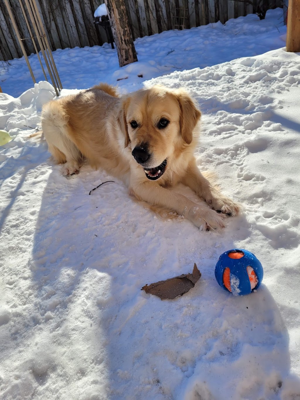 Latchkey Pet Care Service | 167 Hurst Dr, Barrie, ON L4N 8P6, Canada | Phone: (705) 730-8940