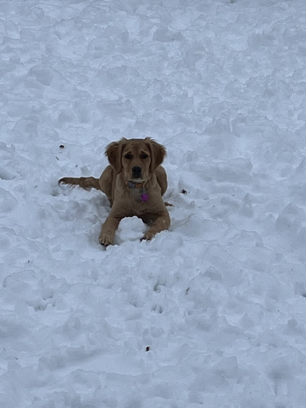 Kenzies K9s On The Shore | 57 Stella Dr, Porters Lake, NS B0J 1N0, Canada | Phone: (902) 281-2440