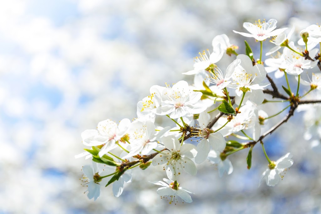 Highland Green Cleaning | North Vancouver, BC V7P 2R5, Canada | Phone: (778) 998-0928