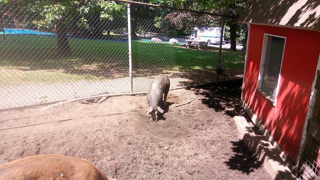 Queens Park petting farm | Unnamed Road, New Westminster, BC V3L, Canada, Canada | Phone: (604) 777-5111
