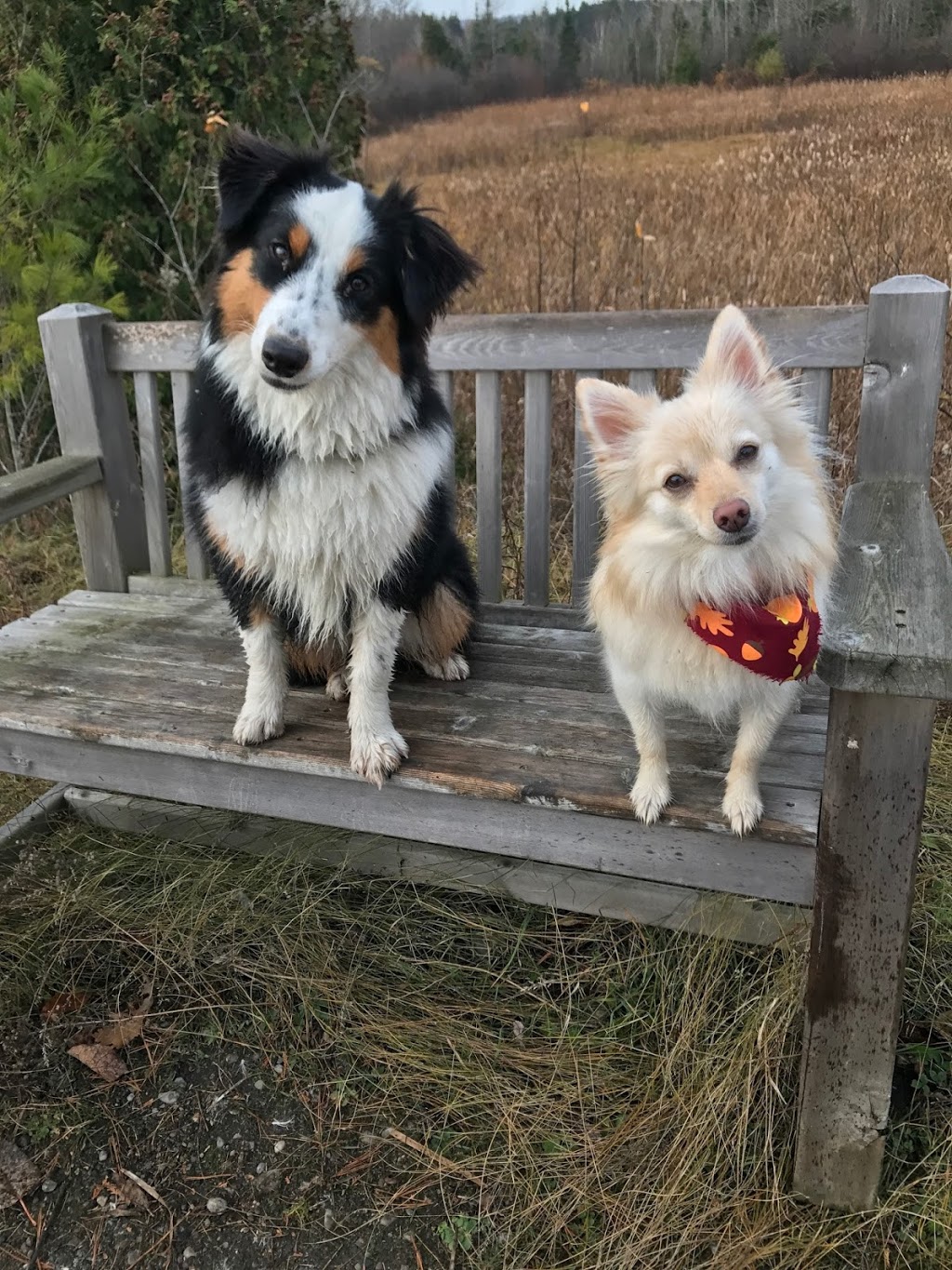 The Ontario Dog Trainer | 814 Lifford Rd, Bethany, ON L0A 1A0, Canada | Phone: (705) 277-1503