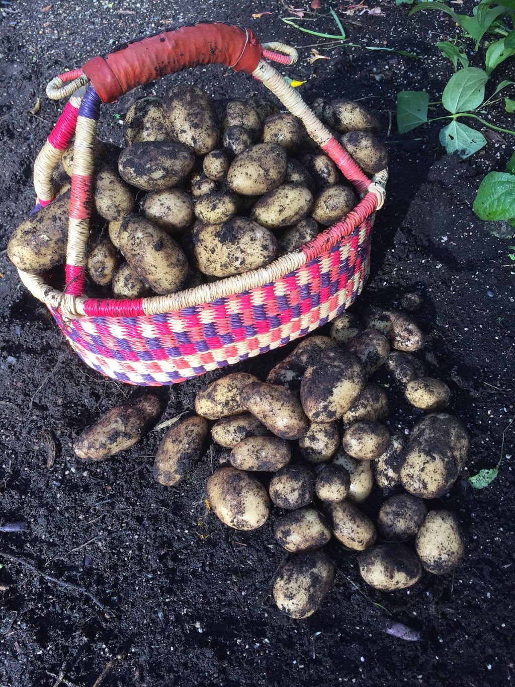 Coastal Urban Gardens | 8305 Rainbow Dr, Whistler, BC V8E 0G1, Canada | Phone: (604) 966-7384