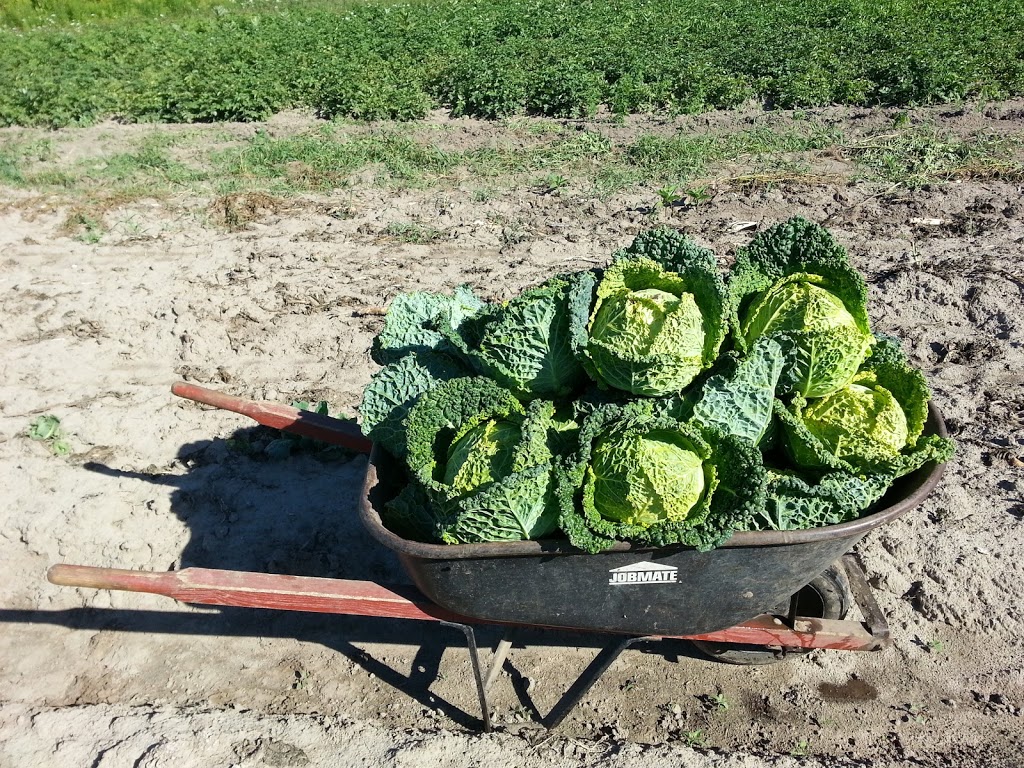 Wheelbarrow Farm | 535 Durham Regional Rd 13, Sunderland, ON L0C 1H0, Canada | Phone: (647) 335-3190