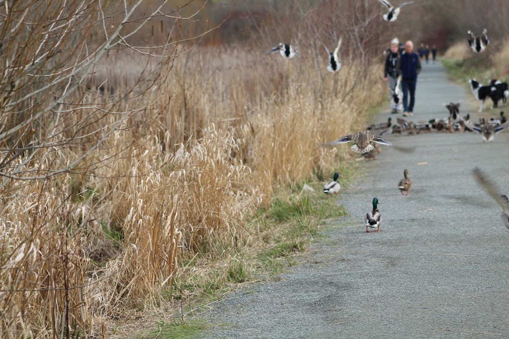 Rithet’s Bog Conservation Society | 4461 Chatterton Way, Victoria, BC V8X 5H7, Canada | Phone: (250) 479-0491