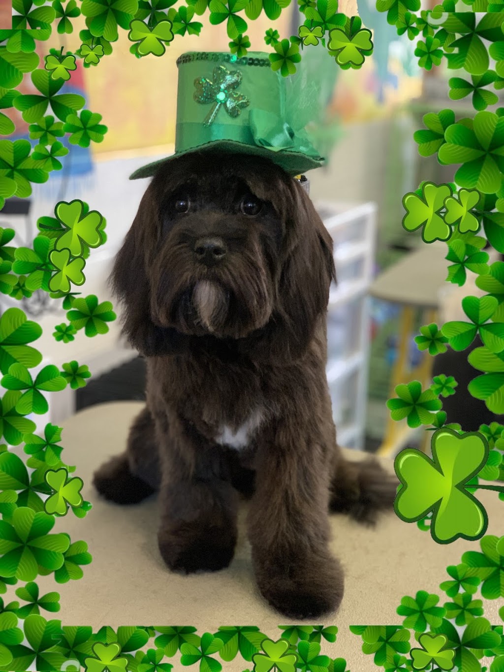 Ola Puppy Dog Grooming | 12516 Harris Rd, Pitt Meadows, BC V3Y 2J4, Canada | Phone: (604) 465-0909