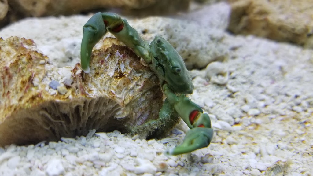 Under The Sea Inc. | 45 Scott Street West, St. Catharines, Ontario, L2R 1E