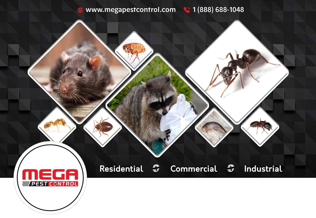 Abbotsford Mega Pest Control | 34909 Hamon Dr, Abbotsford, BC V2S 1H7, Canada | Phone: (604) 866-8616