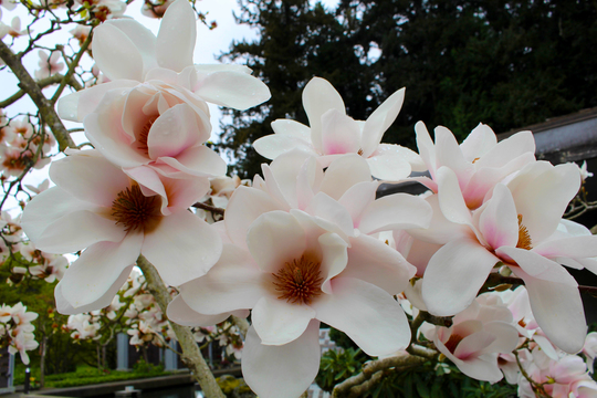 First Memorial Funeral Services | 4725 Falaise Dr, Victoria, BC V8Y 1B4, Canada | Phone: (250) 658-5244