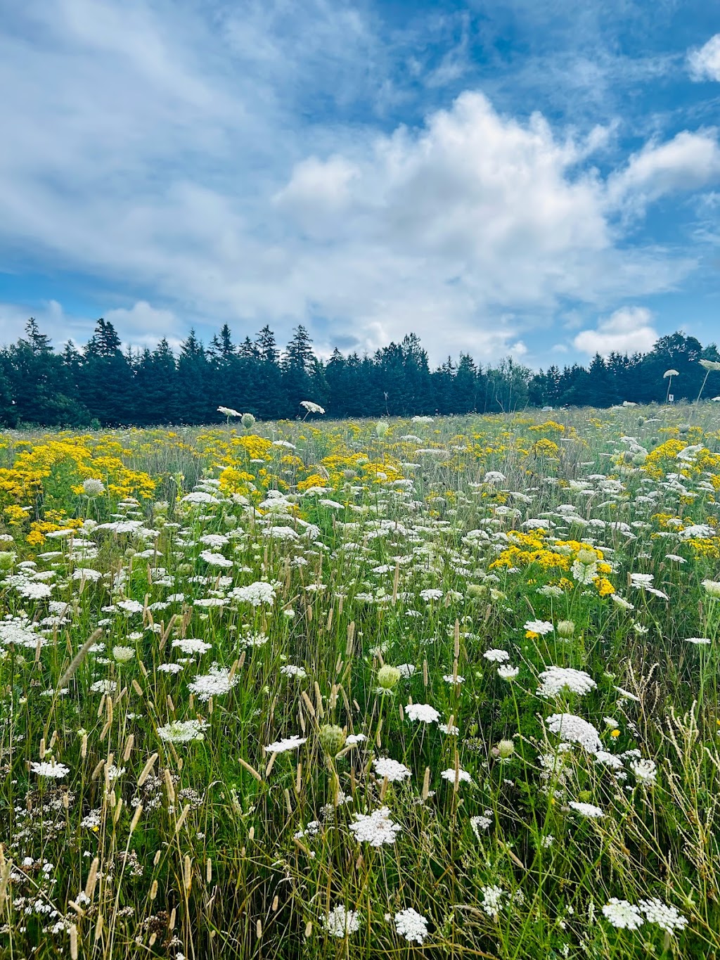 Cavendish Grove, Prince Edward Island National Park | 8780 PE-6, Cavendish, PE C0A 1M0, Canada | Phone: (902) 672-6350