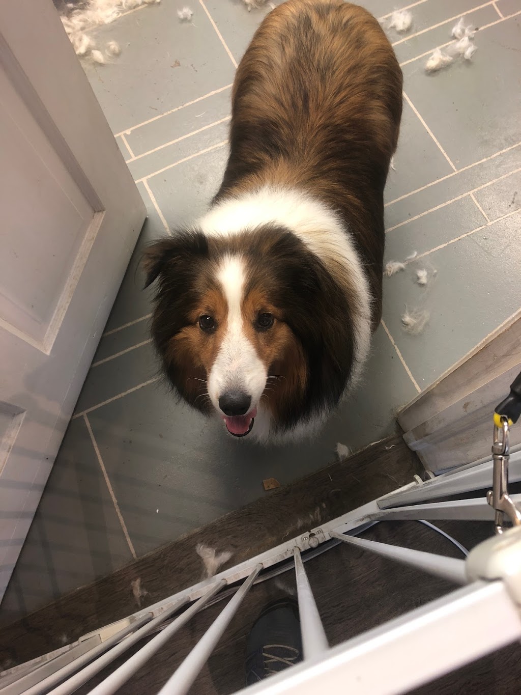 Poochie Girl Dog Grooming | 6 Mill St, Almonte, ON K0A 1A0, Canada | Phone: (613) 256-6624