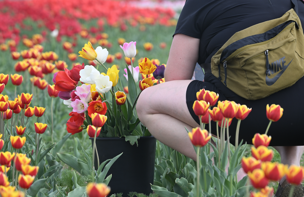 Tulipes.ca | 1201 Chem. du Général Vanier, Boucherville, QC J4B 5E4, Canada | Phone: (833) 885-4737