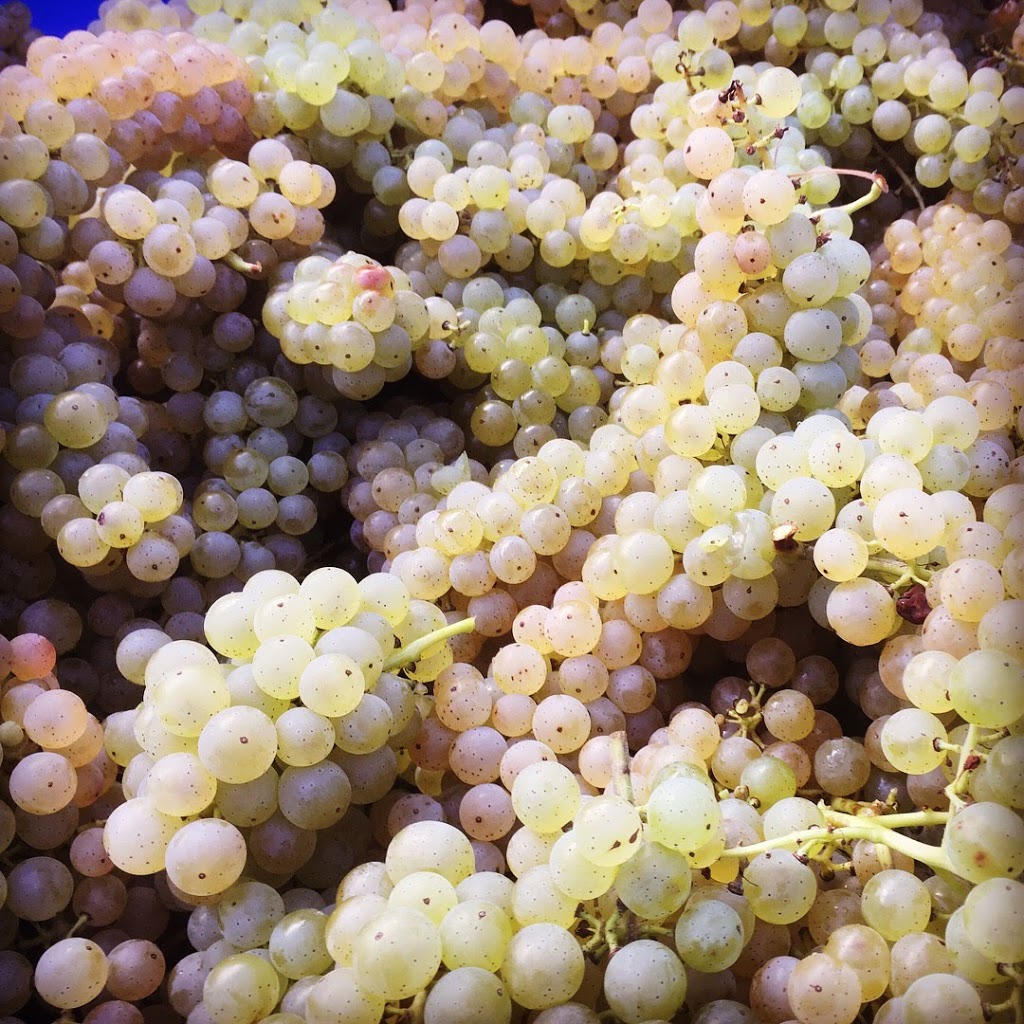 Woodside Vineyard | Kings, Subd. B, NS B0P 1H0, Canada | Phone: (902) 670-1181