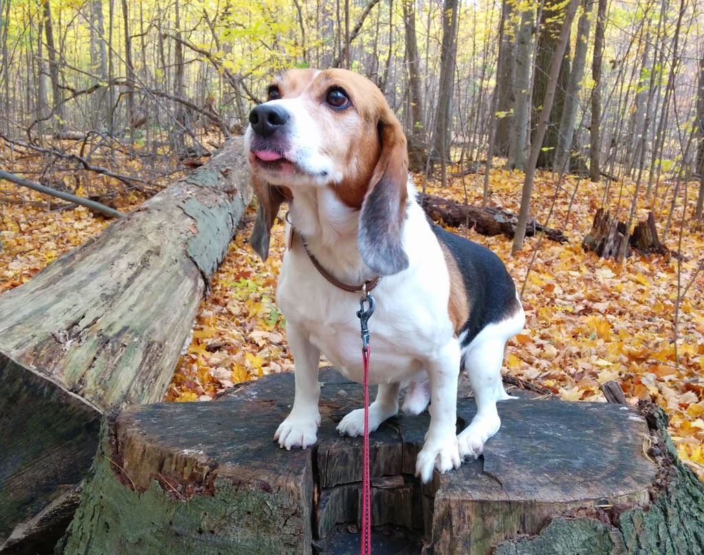 Steckle Woods | Kitchener, ON N2C 2G2, Canada
