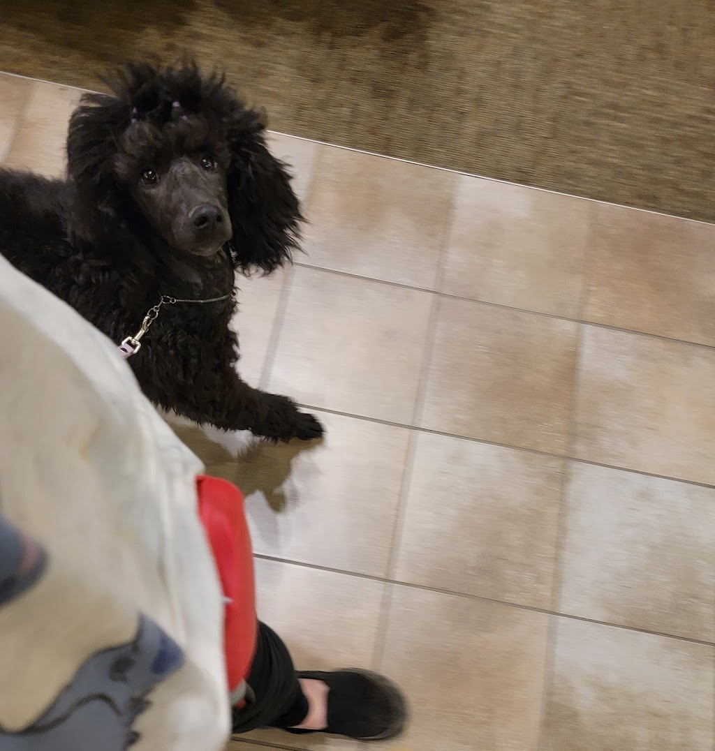 Balanced behavior canine | 1575 Graham Place, Ladysmith BC, V9G IKI, Ladysmith, BC V9G 1K1, Canada | Phone: (250) 618-7711