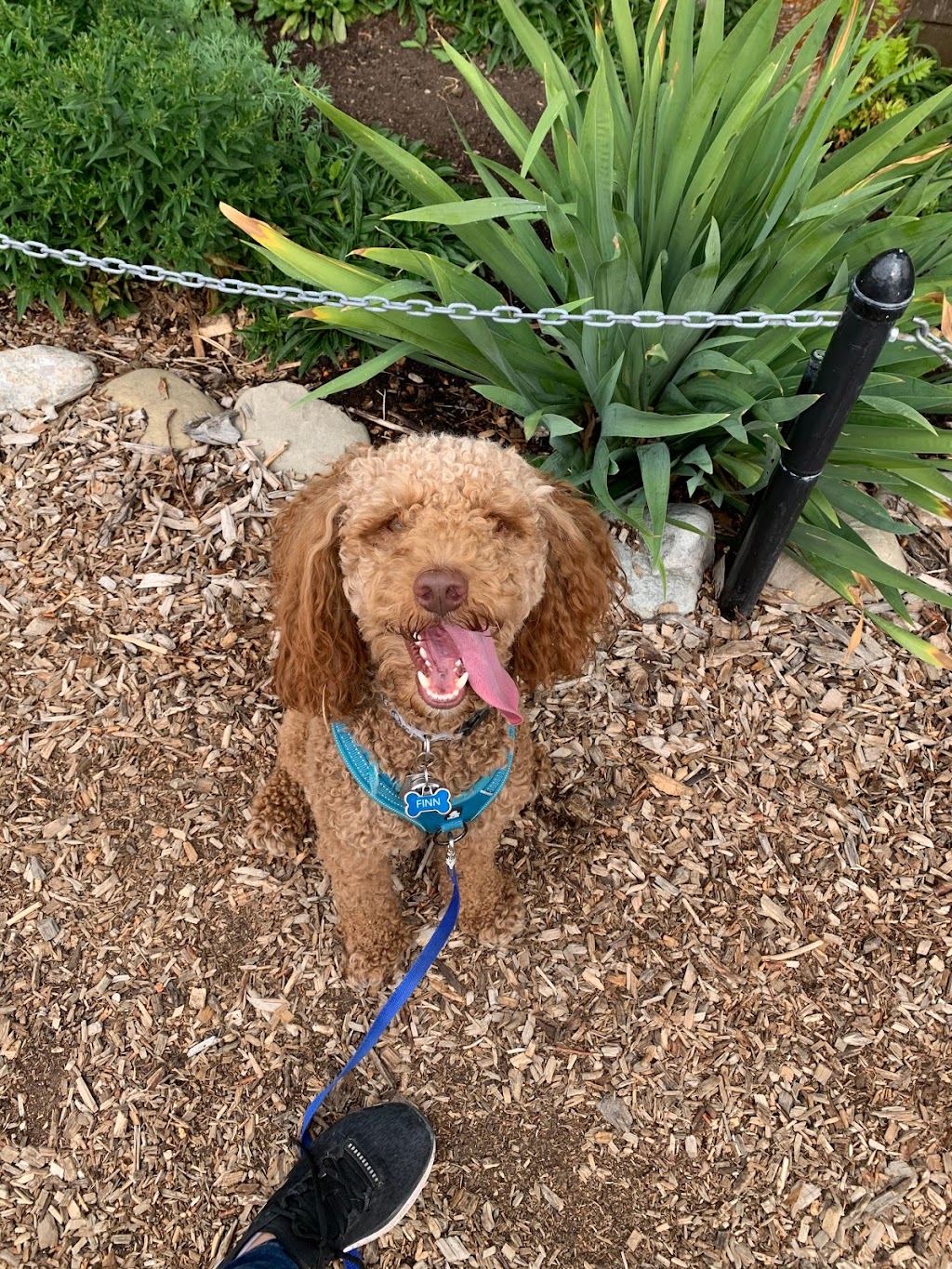 Pawsitive Solutions Dog Training | 5600 Centre St N, Calgary, AB T2K 0T3, Canada | Phone: (403) 467-9076