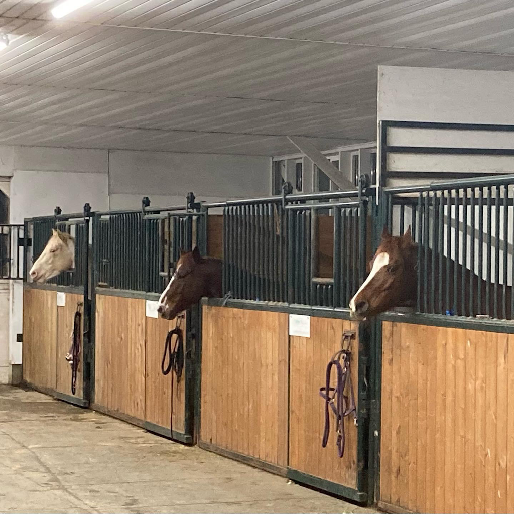 Kemp Equine Training | 49979 Camp River Rd, Chilliwack, BC V2P 6H4, Canada | Phone: (778) 933-2727