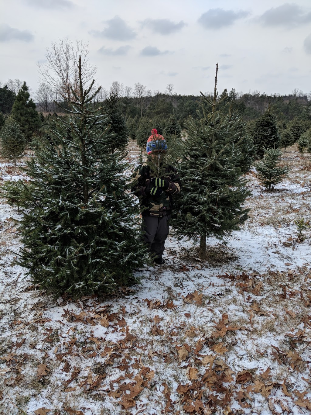 Powells Trees | 2945 Durham Regional Rd 20, Bowmanville, ON L1C 6V7, Canada | Phone: (905) 263-2762