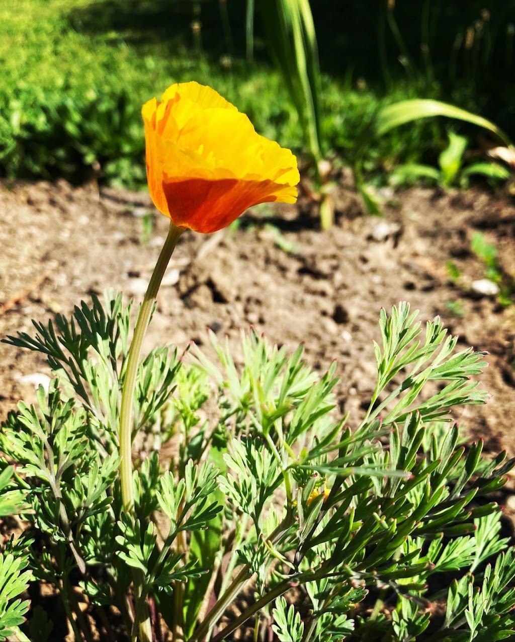 Flor gardens | Fourth Line Nassagaweya, Rockwood, ON N0B 2K0, Canada | Phone: (416) 573-3887