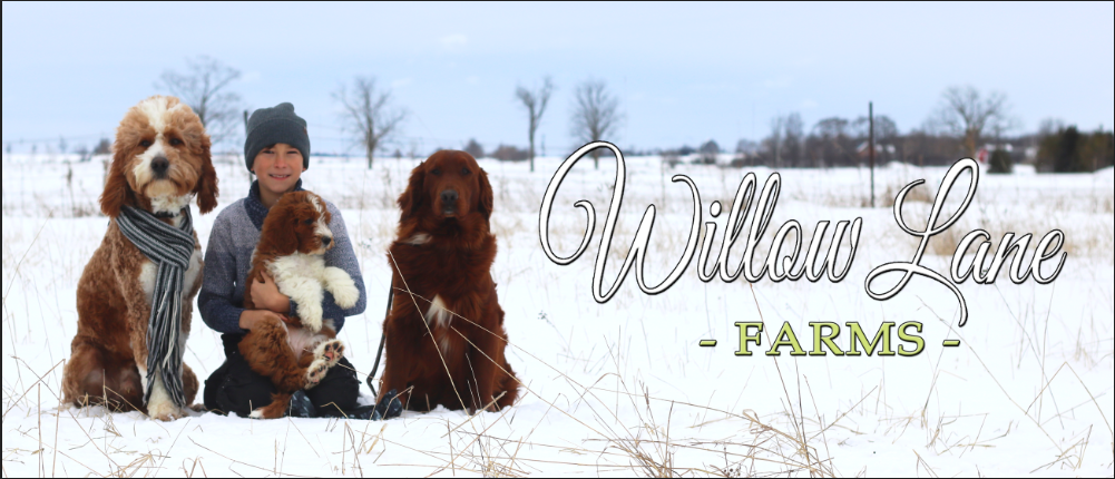Willow Lane Farms | Brookview Rd, Lindsay, ON K9V 4R5, Canada | Phone: (705) 324-6698