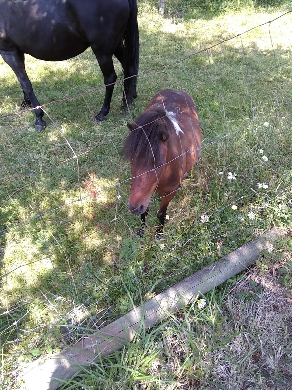 Buckhorn Farm | 17 Jensen Rd, Eastsound, WA 98245, USA | Phone: (360) 376-2298