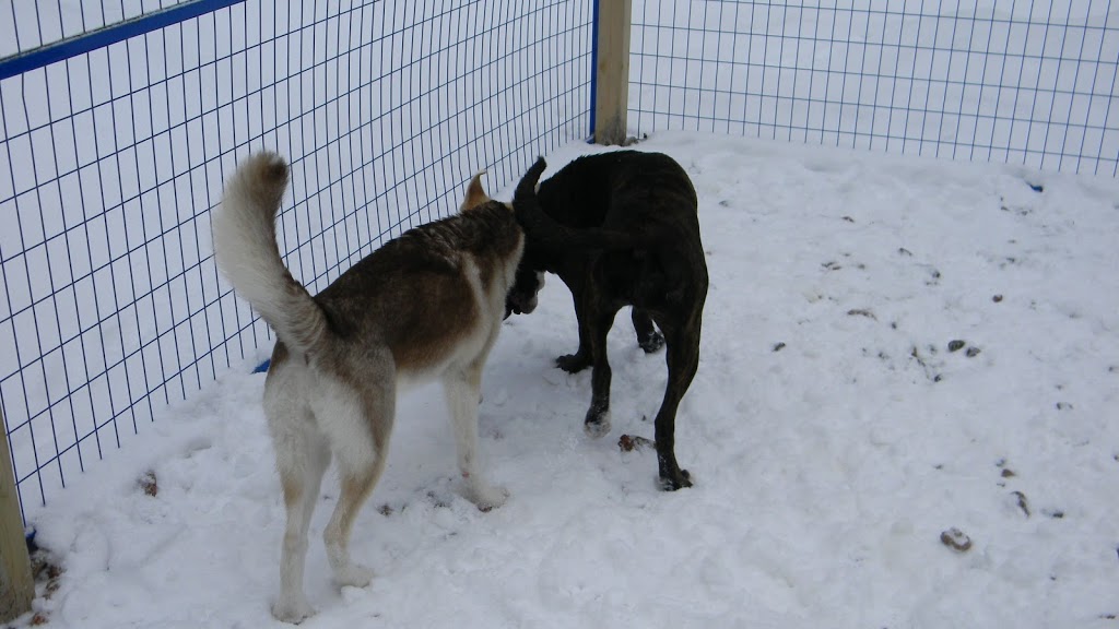 Red Woof Inn Doggie Daycare | 1870 NS-311, Central North River, NS B6L 6G3, Canada | Phone: (902) 957-6997