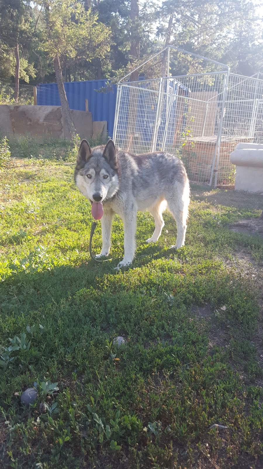 Angels Animal Rescue Society | 2460 Torgerson Rd, Merritt, BC V1K 1B8, Canada | Phone: (250) 378-5223