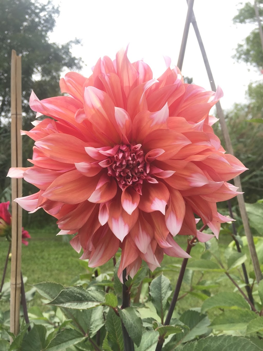 Biggar Blooms | 9820 Biggar Rd, Niagara Falls, ON L0S 1K0, Canada | Phone: (905) 359-6979