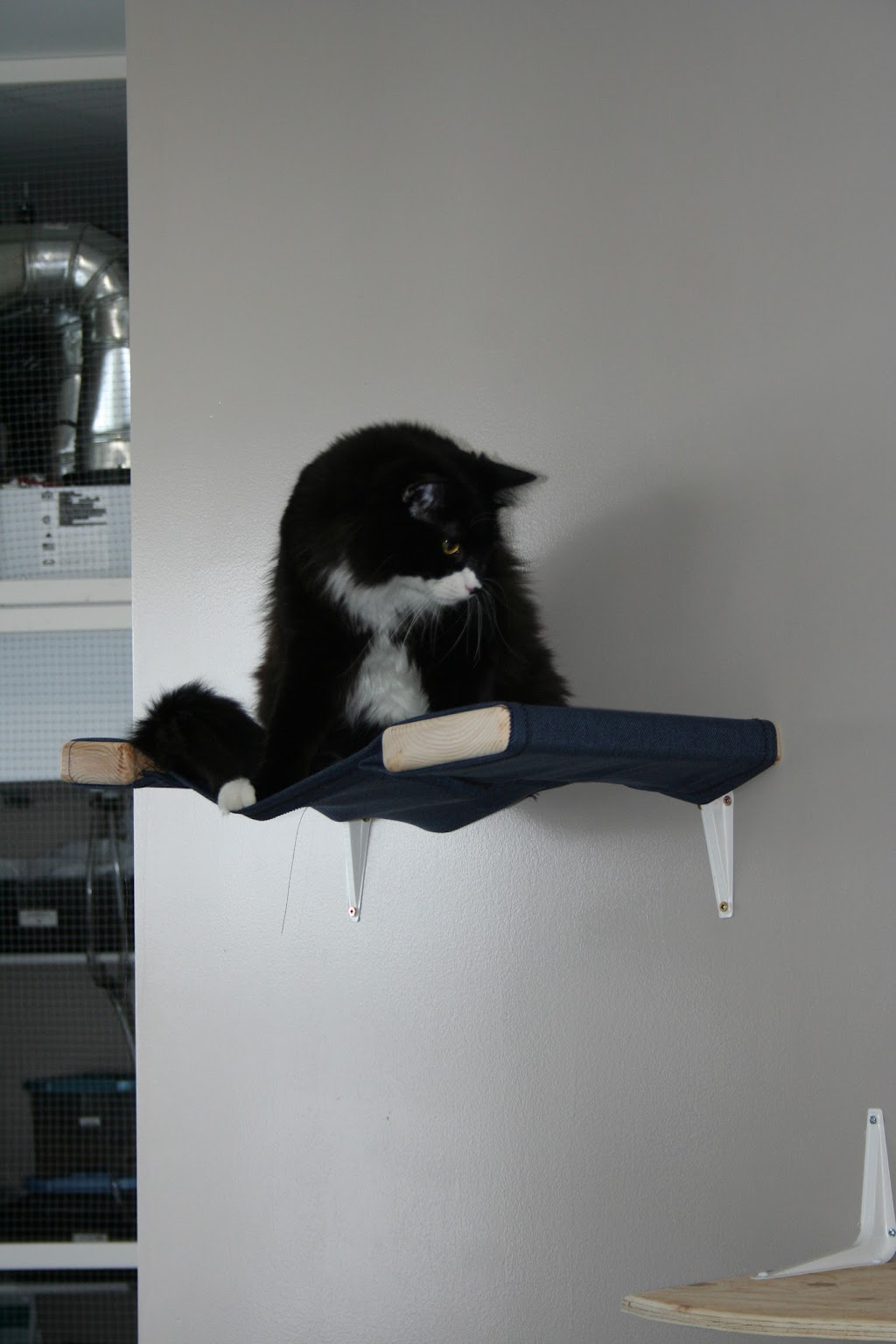 CatNaps Boarding Exclusively for Cats | 338072 40 St W, DeWinton, AB T0L 0X0, Canada | Phone: (403) 982-2287
